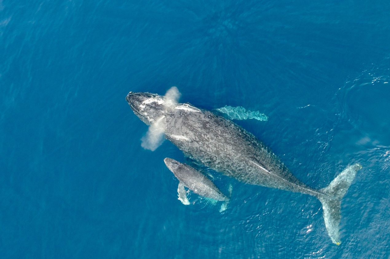 出海赏鲸* 2019年~2020年冲绳赏鲸行程可以开始预约啦！ 冬季超热门行程!