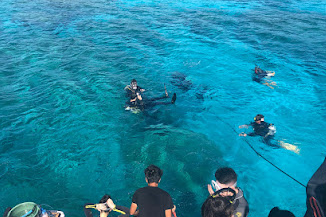 D플랜 케라마제도 대형 산호초 스노클링  및 체험다이빙