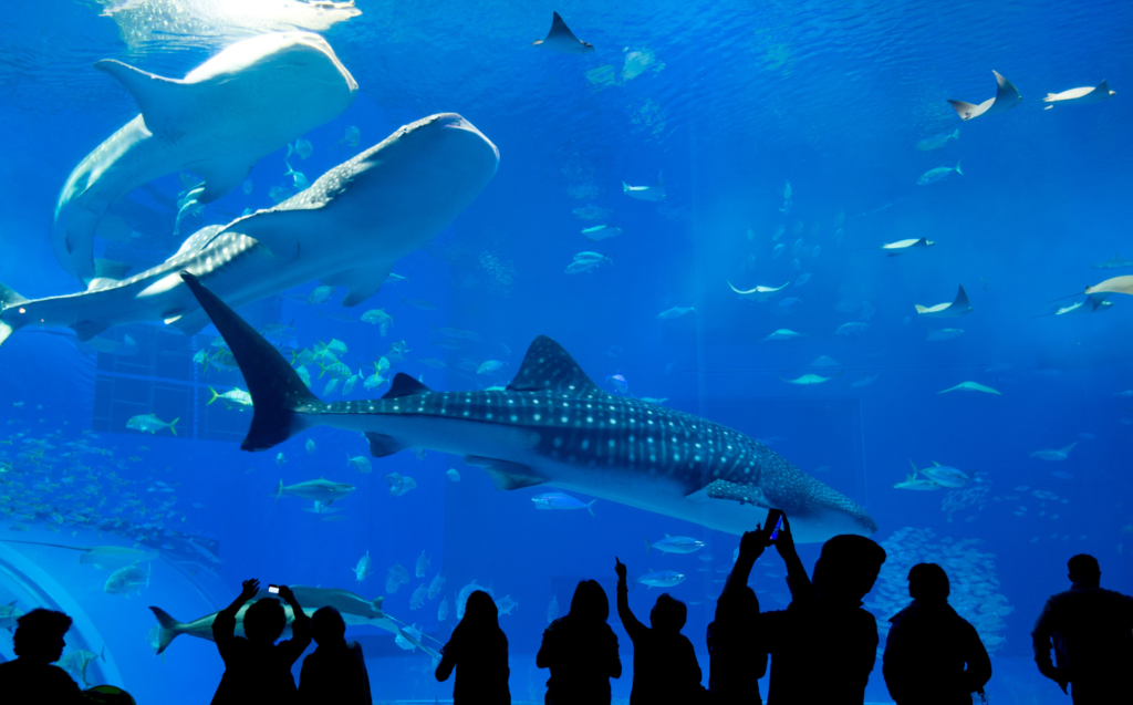 무료로 즐길 수 있는 오키나와 여행지 5곳 명소 추천 해양박물관 기념공원 아메리칸빌리지 우미카지테라스 과보반타 자카미성터6