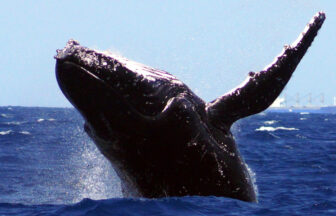 오키나와 3월 날씨 액티비티 고래관찰