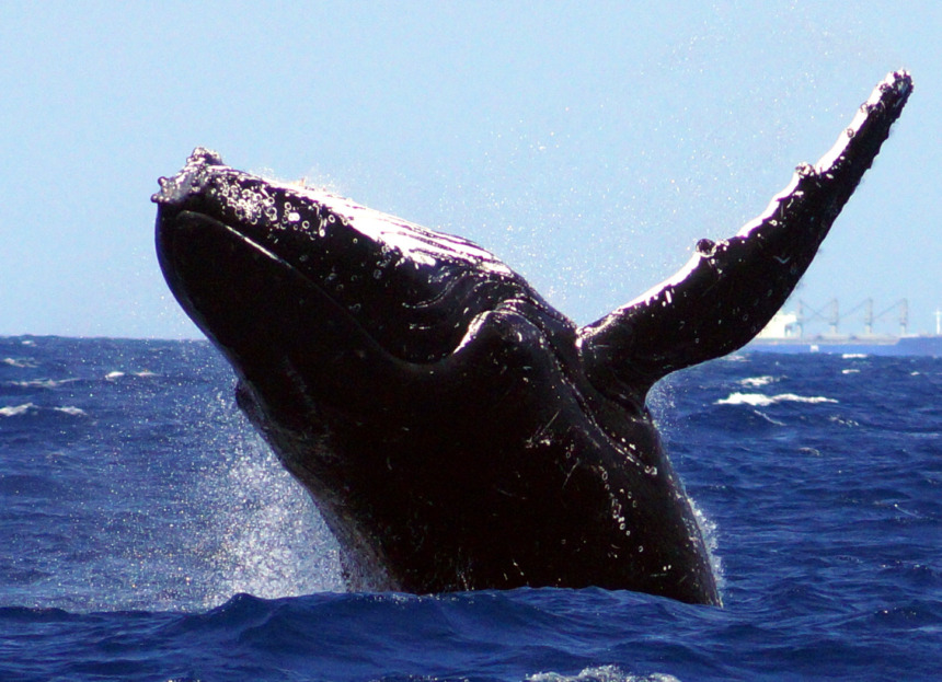 오키나와 12월 액티비티 고래관찰