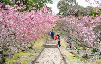 오키나와 1월 날씨 옷차림 벚꽃축제