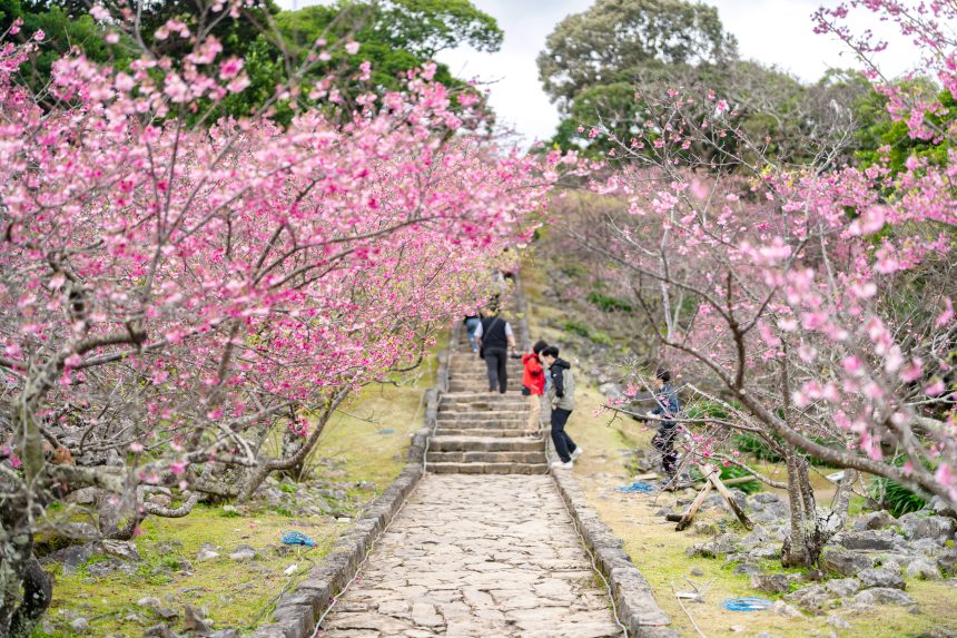 오키나와 1월 날씨 옷차림 벚꽃축제