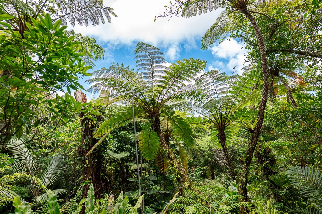 비오스의 언덕 헤고를 올려다본 구도 거대한 잎이 푸른 하늘을 향해 펼쳐진 역광 실루엣