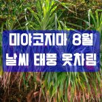 미야코지마 8월 날씨 완전정리｜기온·수온·태풍·자외선·옷차림·추석(오봉) 성수기 가이드
