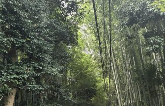 교토 아라시야마 완전 가이드｜반나절·1일 코스·대나무 숲·도게츠쿄·텐류지·상점가 명물